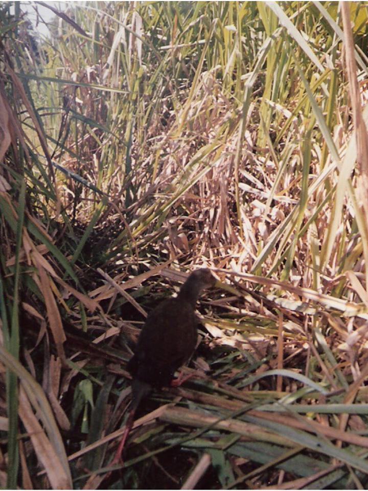 FIGURE 1 FIGURE 1